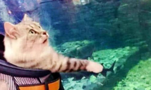 女子带着猫咪去海洋馆，听到猫咪在身后叫