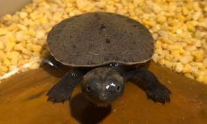 新几内亚侧颈龟是一种什么龟？