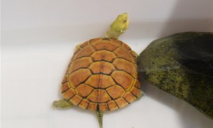 黄喉拟水龟和草龟可以混养吗？来看看本文怎么说