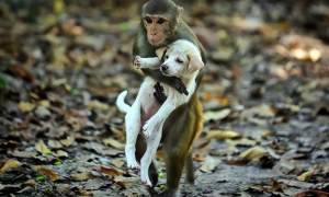 动物界那些跨物种的奇怪友谊，猴子与狗交朋友