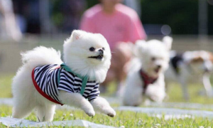 狗狗选美大赛吸引大批市民观众携爱犬来参加
