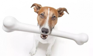 狗狗缺钙病症有什么，哪些的狗狗必须补钙，如今全对你说