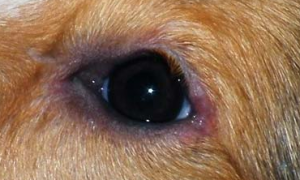 犬结膜炎怎么办？如何治疗犬结膜炎？