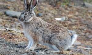 高原兔是什么品种的兔子？