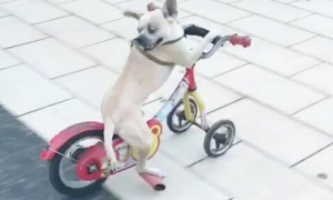 狗狗在城市广场踩单车，踩更新姿态，差一点要交通事故！