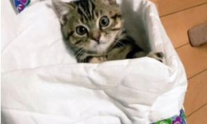 猫咪怕冷，跑到宠主床前打地铺