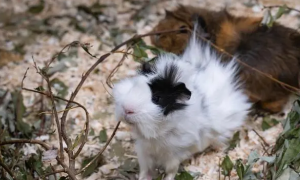 秘鲁缎毛天竺鼠：一种可爱的宠物选择