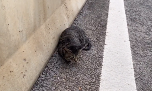 江苏：被主人抛弃在高架桥上，又遭遇了车祸的流浪猫，获救后的眼神令人心碎