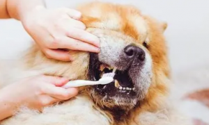 特瑞仕宠物牙膏：清新口气，维护健康