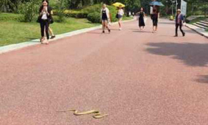 主人狠心丢弃的宠物蛇游走在街上 吓坏众人