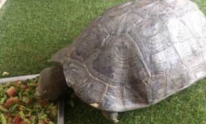 亚洲巨龟需要晒背吗？亚洲巨龟怎么养？
