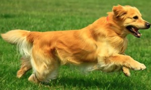 为何金毛狗狗非常容易腿瘸？