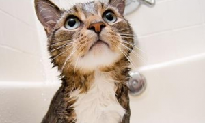 猫怕水吗？猫能洗澡吗？