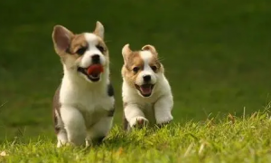 狗狗膀胱炎原因，狗狗膀胱炎是什么症状？