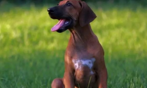 罗得西亚脊背犬：AKC认证下的优秀品种！