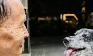 台湾一86岁老人寻回走丢的饲养了10年之久的宠物犬