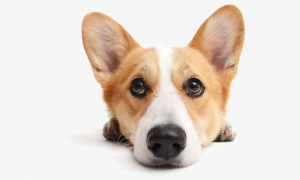 狗狗鼻炎症状及治疗，狗狗急性鼻炎怎么治疗？