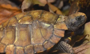 凹甲陆龟怎样分公母？