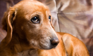 狗狗一直舔不断，是正常个人行为或是生病了？很有可能因为这6个缘故