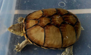 东方泥龟需要晒背吗？