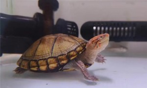 红面蛋龟是深水龟吗？一文解答