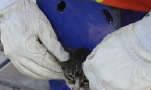 小猫咪头被卡住痛得喵喵叫 消防员急锯篮球架救援