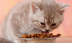 如何解决猫咪异常摄食？让猫咪养成好习惯！
