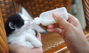 猫能喝奶粉吗? 为什么要喝羊奶粉?