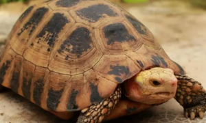 今日科普：饼干陆龟是几级保护动物？