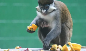 深圳野生动物园红尾长尾猴“坐月子”享用“月子餐”