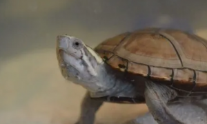 头盔泥龟、头盔龟能养多久