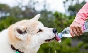 狗狗非常容易得病？缘故就是你给它喝过“夺命水”！