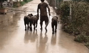 雨天偶遇一人三狗，没敢靠近绕着走，忍不住回头一看没憋住