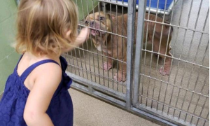 比特犬将要被安乐，却被2岁女孩救了回来：妈妈，我就选这只汪了