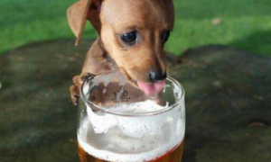 狗狗等宠物啤酒节品尝啤酒萌翻到场群众