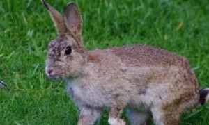 猫大王猎杀了只同体积的野兔，却在犹豫该不该上交