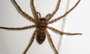 玻利维亚白脚蜘蛛的饲养方法