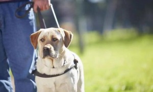 一只导盲犬成本高达22万，还需要保姆伺候：是谁把它们吹成神犬？