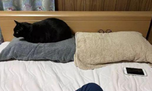 一到睡觉时间，猫就霸占枕头，于是铲屎官又买了一个后！