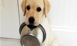 小狗定时喂还是一直给他吃 | 定时定量喂狗狗好还是管饱好？