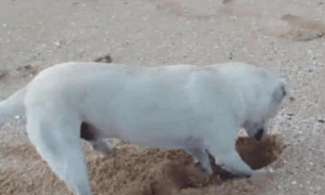 狗狗在海滩挖地洞，男子误认为狗狗爱玩，靠近一看高兴坏了