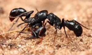 蚂蚁的生活方式和特点有哪些！