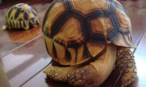 安哥洛卡陆龟是保护动物吗？安哥洛卡陆龟是什么龟？