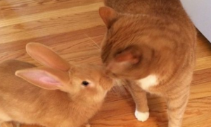 橘猫哥哥对兔小弟照顾有加 兄弟日常互动萌翻大家