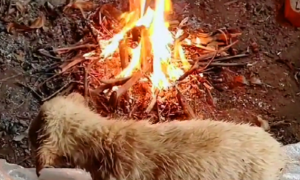 流浪狗被扔进河里，好心人救狗并生火增温，网友：再烤就熟了…