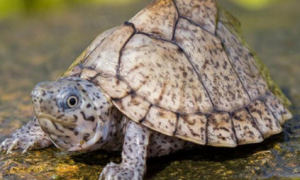 巨头麝香龟可以不在水里养吗