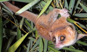 赤褐倭狐猴：一种独特而珍贵的动物