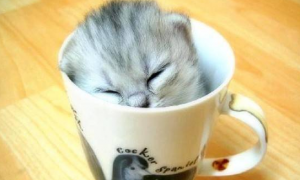 茶杯猫得了湿疹怎么办 茶杯猫得了湿疹治疗方法
