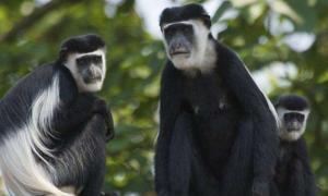 东非黑白疣猴有什么特征？来看看吧