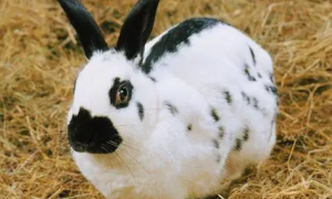 加利福尼亚兔怎么挑选 “八点黑”的变化规律